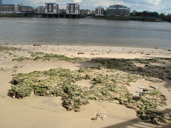 The Thames embankement, one of several places where the banks are accessible